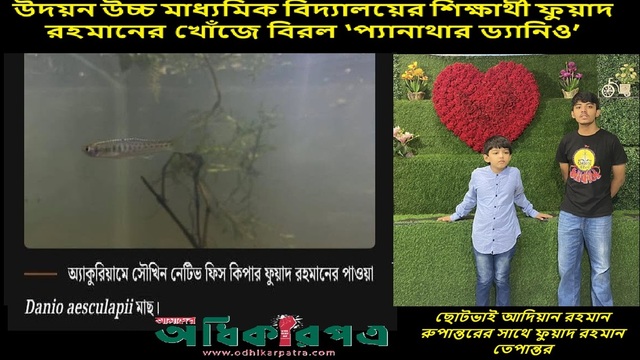 আকুরিয়ামে ‘সৌভাগ্য নেটিভ ফিশ কিপার’ ফুয়াদ রহমানের খোঁজে বিরল ‘প্যানাথার ড্যানিও’